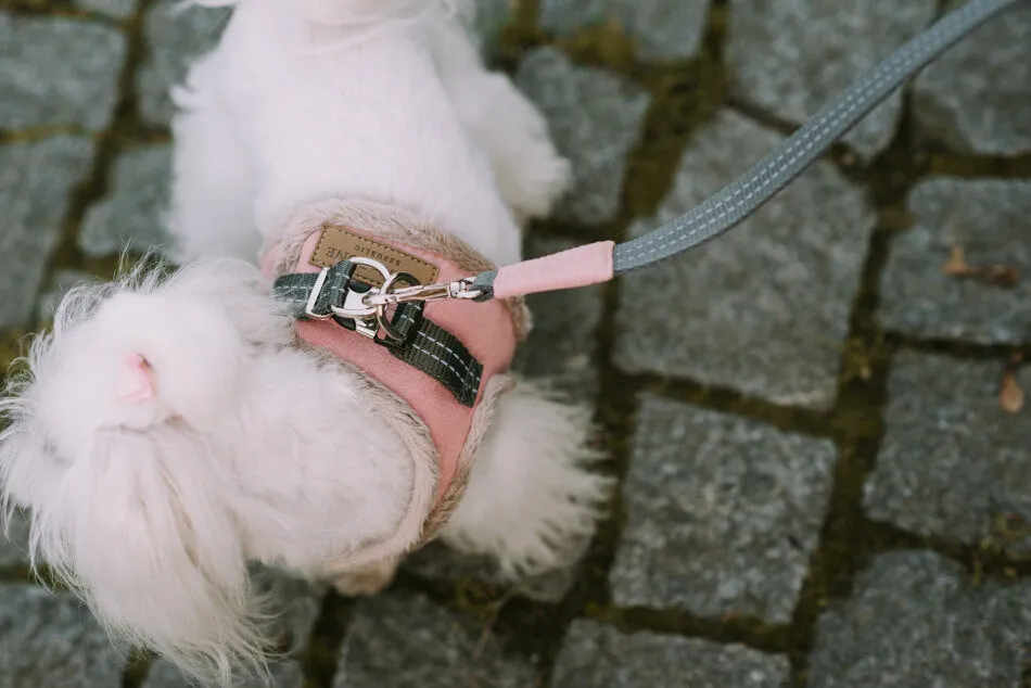 Bowl and Bone Yeti Rose Dog Harness